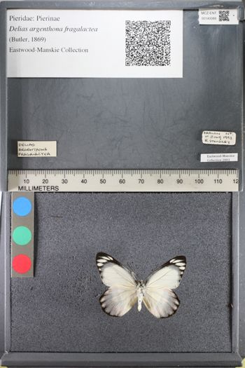 Media type: image;   Entomology 140089